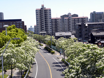 5月7日の西側道路の写真